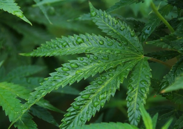 North Carolina Brewer Warns of Economic Fallout from Proposed South Carolina Hemp Beverage Ban