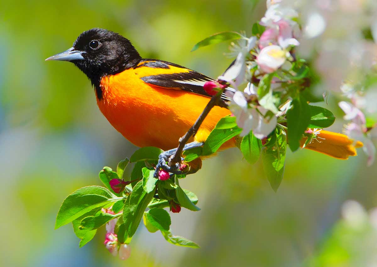 Weekend offers 2 chances to flip open binoculars for birds