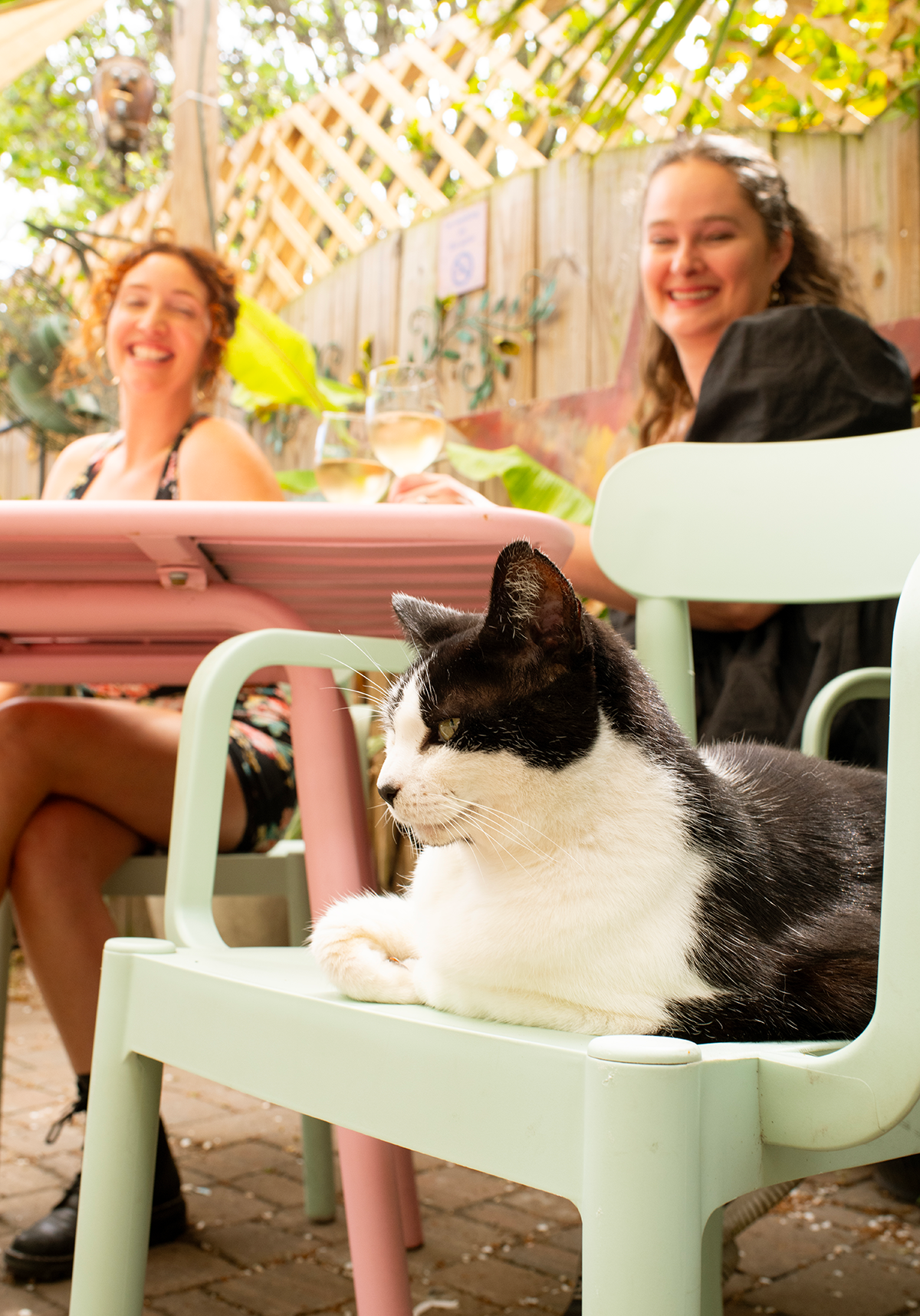 Resident felines greet guests with furry faces at local businesses