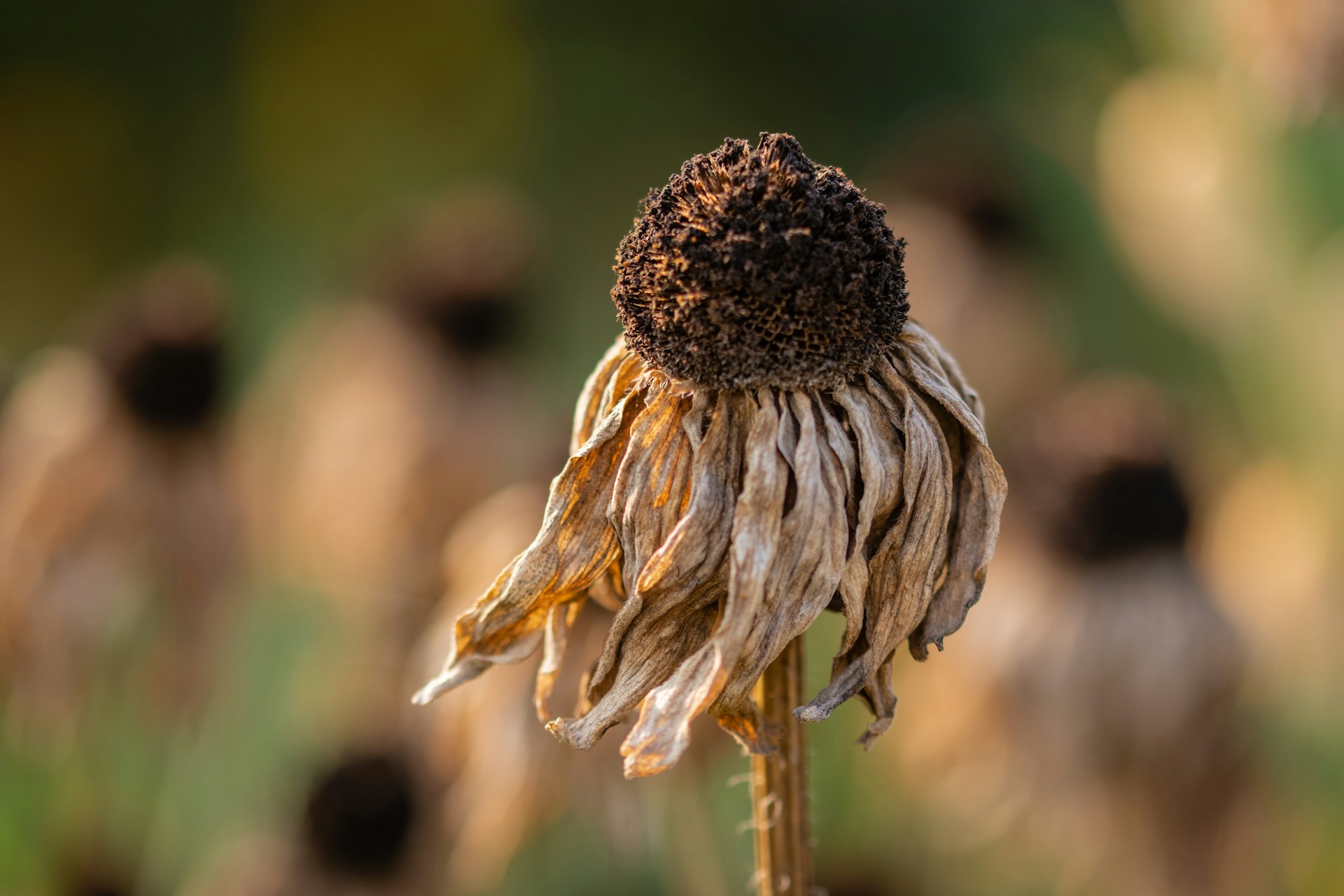 Drought conditions persist despite rainy weather