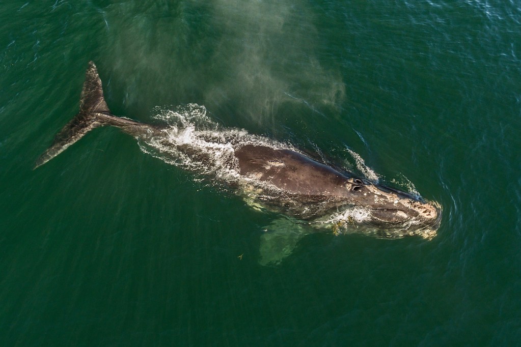 Researchers work to save right whales